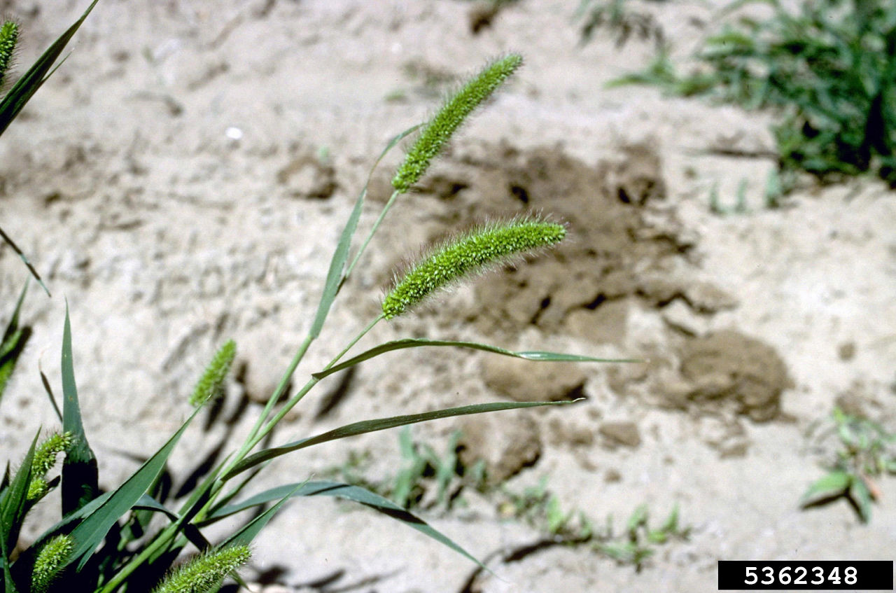 Figure 22. Green foxtail seedhead. Photo courtesy of Howard F. Schwartz, Colorado State University, Bugwood.org.  